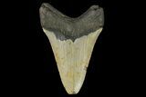 Fossil Megalodon Tooth - North Carolina #166979-1